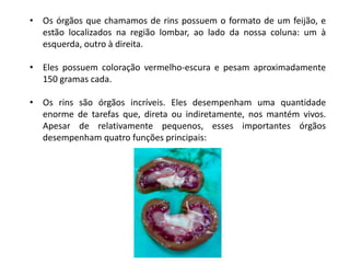 • Os órgãos que chamamos de rins possuem o formato de um feijão, e
estão localizados na região lombar, ao lado da nossa coluna: um à
esquerda, outro à direita.
• Eles possuem coloração vermelho-escura e pesam aproximadamente
150 gramas cada.
• Os rins são órgãos incríveis. Eles desempenham uma quantidade
enorme de tarefas que, direta ou indiretamente, nos mantém vivos.
Apesar de relativamente pequenos, esses importantes órgãos
desempenham quatro funções principais:
 