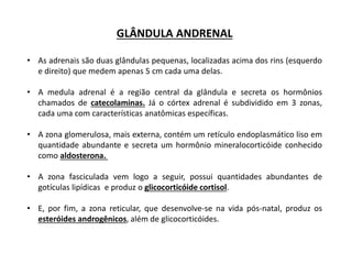GLÂNDULA ANDRENAL
• As adrenais são duas glândulas pequenas, localizadas acima dos rins (esquerdo
e direito) que medem apenas 5 cm cada uma delas.
• A medula adrenal é a região central da glândula e secreta os hormônios
chamados de catecolaminas. Já o córtex adrenal é subdividido em 3 zonas,
cada uma com características anatômicas específicas.
• A zona glomerulosa, mais externa, contém um retículo endoplasmático liso em
quantidade abundante e secreta um hormônio mineralocorticóide conhecido
como aldosterona.
• A zona fasciculada vem logo a seguir, possui quantidades abundantes de
gotículas lipídicas e produz o glicocorticóide cortisol.
• E, por fim, a zona reticular, que desenvolve-se na vida pós-natal, produz os
esteróides androgênicos, além de glicocorticóides.
 
