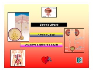 Sistema Urinário
            Sistema Urinário


          A Pele e O Suor
          A Pele e O Suor


O Sistema Excretor e a Saúde
O Sistema Excretor e a Saúde