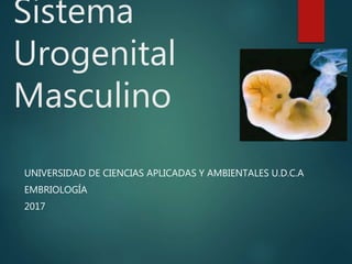 Sistema
Urogenital
Masculino
UNIVERSIDAD DE CIENCIAS APLICADAS Y AMBIENTALES U.D.C.A
EMBRIOLOGÍA
2017
 