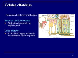 Células olfatórias Neurônios bipolares amielínicos Botão ou vesícula olfatória   Dilatação do dendrito na região apical Cílios olfatórios 6 a 8 cílios longos e imóveis na superfície livre do epitélio 