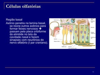 Células olfatórias Região basal  Axônio penetra na lamina basal, se reúne outros axônios para formar feixes nervosos    passam pela placa cribiforme do etmóide no teto da cavidade nasal e fazem sinapses com neurônios do nervo olfatório (I par craniano). 
