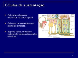 Células de sustentação Colunares altas com microvilus na borda apical. Grânulos de secreção com pigmento amarelo.  Suporte físico, nutrição e isolamento elétrico das células olfatórias. 