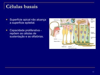 Células basais Superfície apical não alcança a superfície epitelial.  Capacidade proliferativa - repõem as células de sustentação e as olfatórias. 