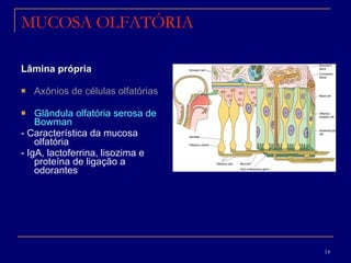 MUCOSA OLFATÓRIA Lâmina própria  Axônios de células olfatórias   Glândula olfatória serosa de Bowman   - Característica da mucosa olfatória - IgA, lactoferrina, lisozima e proteína de ligação a odorantes 