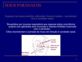 SEIOS PARANASAIS Espaços nos ossos etmóide, esfenóide, frontal e maxilar – comunicam com a cavidade nasal. Revestidos por mucosa respiratória que repousa sobre uma lâmina própria com glândulas sero-mucosas e nódulos linfóides fusionada com o periósteo.  Cílios movimentam a camada de muco em direção á cavidade nasal. 