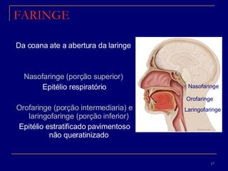 FARINGE Da coana ate a abertura da laringe  Nasofaringe (porção superior)  Epitélio respiratório Orofaringe (porção intermediaria) e laringofaringe (porção inferior) Epitélio estratificado pavimentoso não queratinizado Nasofaringe Orofaringe Laringofaringe 