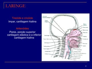 LARINGE Tireóide e cricóide Impar, cartilagem hialina Aritenóides Pares, porção superior cartilagem elástica e a inferior cartilagem hialina 