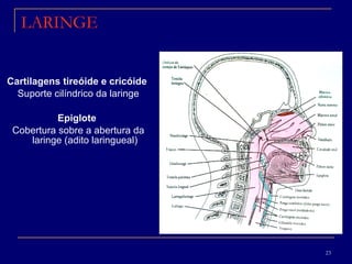 LARINGE Cartilagens tireóide e cricóide  Suporte cilíndrico da laringe Epiglote   Cobertura sobre a abertura da laringe (adito laringueal) 