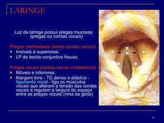 LARINGE Luz da laringe possui pregas mucosas (pregas ou cordas vocais) Pregas vestibulares (falsas cordas vocais) Imóveis e superiores.  LP de tecido conjuntivo frouxo. Pregas vocais (cordas vocais verdadeiras)   Móveis e inferiores.  Margem livre - TC denso e elástico -  ligamento vocal  - liga os músculos vocais que alteram a tensão das cordas vocais e regulam a largura do espaço entre as pregas vocais (rima da glote) 