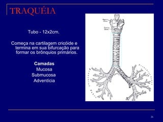 TRAQUÉIA Tubo - 12x2cm.  Começa na cartilagem cricóide e termina em sua bifurcação para formar os brônquios primários.  Camadas Mucosa Submucosa  Adventícia 