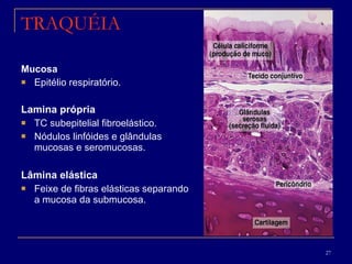 TRAQUÉIA Mucosa Epitélio respiratório. Lamina própria  TC subepitelial fibroelástico.  Nódulos linfóides e glândulas mucosas e seromucosas.  Lâmina elástica  Feixe de fibras elásticas separando a mucosa da submucosa. 