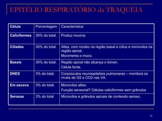 EPITÉLIO RESPIRATÓRIO da TRAQUÉIA Microvilos e grânulos apicais de conteúdo seroso. 3% do total Serosas Microvilos altos.  Função sensorial? Células caliciformes sem grânulos 3% do total. Em escova Corpúsculos neuroepiteliais pulmonares – monitora os níveis de O2 e CO2 nas VA. 3% do total. DNES Região apical não alcança o lúmen.  Célula fonte. 30% do total. Basais Altas, com núcleo na região basal e cílios e microvilos na região apical. Movimenta o muco. 30% do total. Ciliadas Produz mucina. 30% do total.  Caliciformes Característica  Porcentagem Célula 