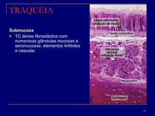 TRAQUÉIA Submucosa TC denso fibroelástico com numerosas glândulas mucosas e seromucosas, elementos linfóides e vascular. 