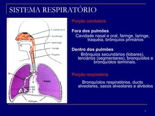 SISTEMA RESPIRATÓRIO Porção condutora Fora dos pulmões  Cavidade nasal e oral, faringe, laringe, traquéia, brônquios primários Dentro dos pulmões   Brônquios secundários (lobares), terciários (segmentares), bronquíolos e bronquíolos terminais.  Porção respiratória Bronquíolos respiratórios, ducto alveolares, sacos alveolares e alvéolos 