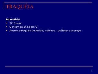 TRAQUÉIA Adventícia TC frouxo.  Contem os anéis em C  Ancora a traquéia ao tecidos vizinhos – esôfago e pescoço.  