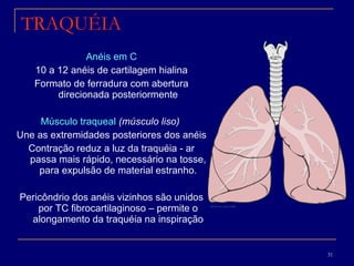 TRAQUÉIA Anéis em C 10 a 12 anéis de cartilagem hialina Formato de ferradura com abertura direcionada posteriormente Músculo traqueal   (músculo liso)  Une as extremidades posteriores dos anéis Contração reduz a luz da traquéia - ar passa mais rápido, necessário na tosse, para expulsão de material estranho. Pericôndrio dos anéis vizinhos são unidos por TC fibrocartilaginoso – permite o alongamento da traquéia na inspiração 