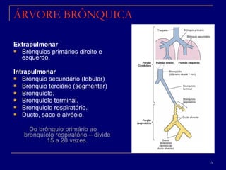 ÁRVORE BRÔNQUICA Extrapulmonar Brônquios primários direito e esquerdo. Intrapulmonar Brônquio secundário (lobular) Brônquio terciário (segmentar) Bronquíolo. Bronquíolo terminal. Bronquíolo respiratório. Ducto, saco e alvéolo. Do brônquio primário ao bronquíolo respiratório – divide 15 a 20 vezes. 