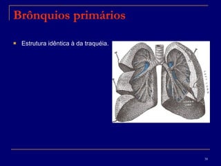 Brônquios primários Estrutura idêntica à da traquéia. 