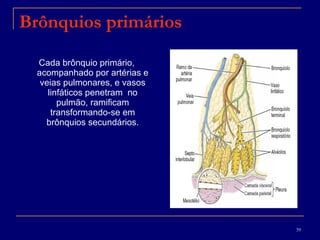 Brônquios primários Cada brônquio primário, acompanhado por artérias e veias pulmonares, e vasos linfáticos penetram  no pulmão, ramificam transformando-se em brônquios secundários. 
