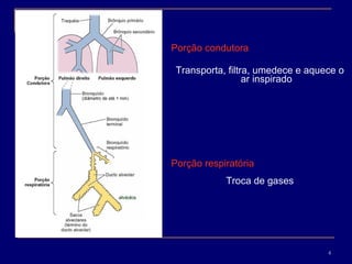 Porção condutora Transporta, filtra, umedece e aquece o ar inspirado Porção respiratória Troca de gases alvéolos 