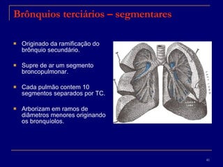 Brônquios terciários – segmentares Originado da ramificação do brônquio secundário. Supre de ar um segmento broncopulmonar. Cada pulmão contem 10 segmentos separados por TC. Arborizam em ramos de diâmetros menores originando os bronquíolos. 