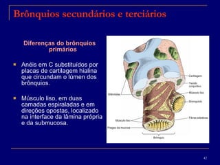 Brônquios secundários e terciários Diferenças do brônquios primários   Anéis em C substituídos por placas de cartilagem hialina que circundam o lúmen dos brônquios. Músculo liso, em duas camadas espiraladas e em direções opostas, localizado na interface da lâmina própria e da submucosa. 