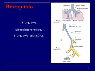 Bronquíolos Bronquíolos terminais.  Bronquíolos respiratórios. Bronquíolo 