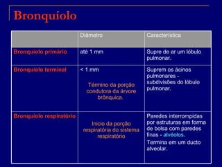 Bronquíolo Paredes interrompidas por estruturas em forma de bolsa com paredes finas -  alvéolos .  Termina em um ducto alveolar. Inicio da porção respiratória do sistema respiratório Bronquíolo respiratório Suprem os ácinos pulmonares - subdivisões do lóbulo pulmonar.  < 1 mm Término da porção condutora da árvore brônquica.  Bronquíolo terminal Supre de ar um lóbulo pulmonar.  até 1 mm Bronquíolo primário Característica  Diâmetro 