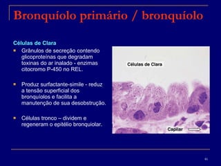 Bronquíolo primário / bronquíolo Células de Clara  Grânulos de secreção contendo glicoproteínas que degradam toxinas do ar inalado - enzimas citocromo P-450 no REL.  Produz surfactante-simile - reduz a tensão superficial dos bronquíolos e facilita a manutenção de sua desobstrução. Células tronco – dividem e regeneram o epitélio bronquiolar. 