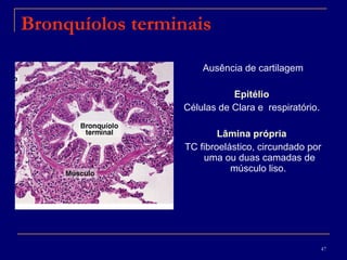 Bronquíolos terminais Ausência de cartilagem Epitélio   Células de Clara e  respiratório.  Lâmina própria  TC fibroelástico, circundado por uma ou duas camadas de músculo liso.  