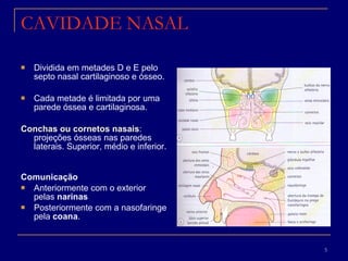 CAVIDADE NASAL Dividida em metades D e E pelo septo nasal cartilaginoso e ósseo. Cada metade é limitada por uma parede óssea e cartilaginosa. Conchas ou cornetos nasais : projeções ósseas nas paredes laterais. Superior, médio e inferior. Comunicação Anteriormente com o exterior pelas  narinas   Posteriormente com a nasofaringe pela  coana .  