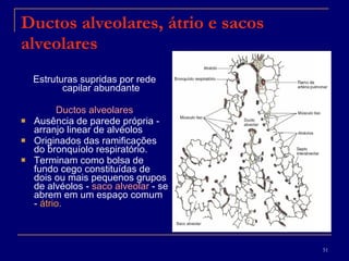 Ductos alveolares, átrio e sacos alveolares Estruturas supridas por rede capilar abundante Ductos alveolares Ausência de parede própria - arranjo linear de alvéolos Originados das ramificações do bronquíolo respiratório. Terminam como bolsa de fundo cego constituídas de dois ou mais pequenos grupos de alvéolos -  saco alveolar  - se abrem em um espaço comum -  átrio . 