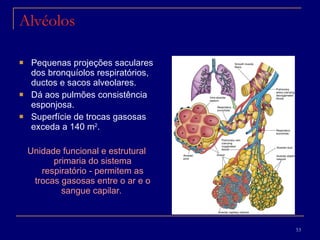 Alvéolos Pequenas projeções saculares dos bronquíolos respiratórios, ductos e sacos alveolares. Dá aos pulmões consistência esponjosa.  Superfície de trocas gasosas exceda a 140 m 2 . Unidade funcional e estrutural primaria do sistema respiratório - permitem as trocas gasosas entre o ar e o sangue capilar.   