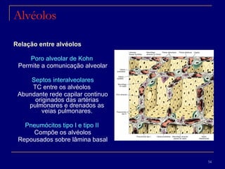 Alvéolos Relação entre alvéolos Poro alveolar de Kohn   Permite a comunicação alveolar Septos interalveolares TC entre os alvéolos  Abundante rede capilar continuo originados das artérias pulmonares e drenados as veias pulmonares. Pneumócitos tipo I e tipo II  Compõe os alvéolos Repousados sobre lâmina basal 