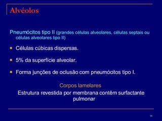 Alvéolos Pneumócitos tipo II  (grandes células alveolares, células septais ou células alveolares tipo II) Células cúbicas dispersas. 5% da superfície alveolar.  Forma junções de oclusão com pneumócitos tipo I.  Corpos lamelares   Estrutura revestida por membrana contêm surfactante pulmonar 