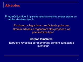 Alvéolos Pneumócitos tipo II  (grandes células alveolares, células septais ou células alveolares tipo II) Produzem e fagocitam o surfactante pulmonar Sofrem mitoses e regeneram eles próprios e os pneumócitos tipo I Corpos lamelares  Estrutura revestida por membrana contêm surfactante pulmonar 