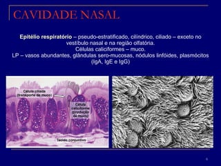 Epitélio respiratório  – pseudo-estratificado, cilíndrico, ciliado – exceto no vestíbulo nasal e na região olfatória. Células caliciformes – muco. LP – vasos abundantes, glândulas sero-mucosas, nódulos linfóides, plasmócitos (IgA, IgE e IgG) CAVIDADE NASAL 