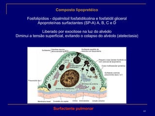 Composto lipopretéico Fosfolipídios - dipalmitoil fosfatidilcolina e fosfatidil glicerol Apoproteínas surfactantes (SP-A) A, B, C e D Liberado por exocitose na luz do alvéolo Diminui a tensão superficial, evitando o colapso do alvéolo (atelectasia) Surfactante pulmonar 