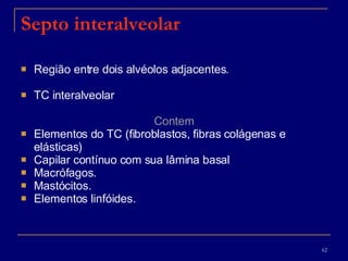 Septo interalveolar Região entre dois alvéolos adjacentes .   TC interalveolar Contem Elementos do TC (fibroblastos, fibras colágenas e elásticas) Capilar contínuo com sua lâmina basal  Macrófagos. Mastócitos. Elementos linfóides. 