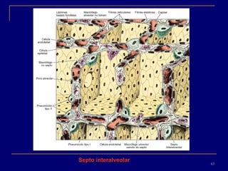 Septo interalveolar 