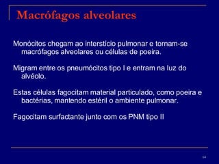 Macrófagos alveolares Monócitos chegam ao interstício pulmonar e tornam-se macrófagos alveolares ou células de poeira. Migram entre os pneumócitos tipo I e entram na luz do alvéolo.  Estas células fagocitam material particulado, como poeira e bactérias, mantendo estéril o ambiente pulmonar. Fagocitam surfactante junto com os PNM tipo II 