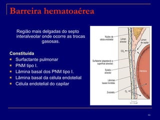 Barreira hematoaérea Região mais delgadas do septo interalveolar onde ocorre as trocas gasosas. Constituída Surfactante pulmonar  PNM tipo I. Lâmina basal dos PNM tipo I. Lâmina basal da célula endotelial Célula endotelial do capilar 