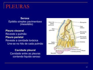 PLEURAS Serosa  Epitélio simples pavimentoso (mesotélio)  Pleura visceral Reveste o pulmão Pleura parietal   Reveste a cavidade torácica  Une-se no hilo de cada pulmão Cavidade pleural Cavidade entre as pleuras contendo liquido seroso   