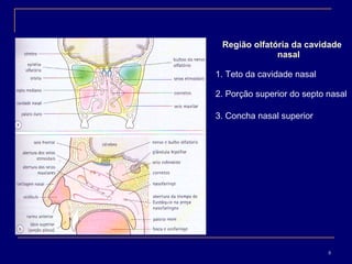 Região olfatória da cavidade nasal 1. Teto da cavidade nasal 2. Porção superior do septo nasal 3. Concha nasal superior 