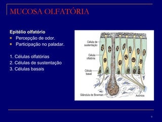MUCOSA OLFATÓRIA   Epitélio olfatório Percepção de odor. Participação no paladar. 1. Células olfatórias 2. Células de sustentação  3. Células basais 