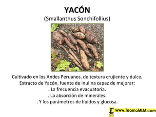 Cultivado en los Andes Peruanos, de textura crujiente y dulce.
Extracto de Yacón, fuente de Inulina capaz de mejorar:
. La frecuencia evacuatoria.
. La absorción de minerales.
. Y los parámetros de lípidos y glucosa.
YACÓNYACÓN
(Smallanthus Sonchifollius)
 