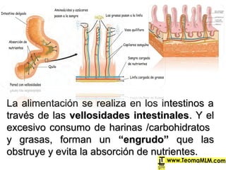 La alimentación se realiza en los intestinos aLa alimentación se realiza en los intestinos a
través de lastravés de las vellosidades intestinalesvellosidades intestinales. Y el. Y el
excesivo consumo de harinas /carbohidratosexcesivo consumo de harinas /carbohidratos
y grasas, forman uny grasas, forman un “engrudo”“engrudo” que lasque las
obstruye y evita la absorción de nutrientes.obstruye y evita la absorción de nutrientes.
 