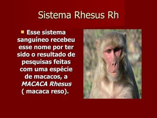 Sistema Rhesus Rh Esse sistema sanguíneo recebeu esse nome por ter sido o resultado de pesquisas feitas com uma espécie de macacos, a  MACACA Rhesus  ( macaca reso).   