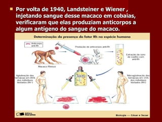 Por volta de 1940, Landsteiner e Wiener , injetando sangue desse macaco em cobaias, verificaram que elas produziam anticorpos a algum antígeno do sangue do macaco. 